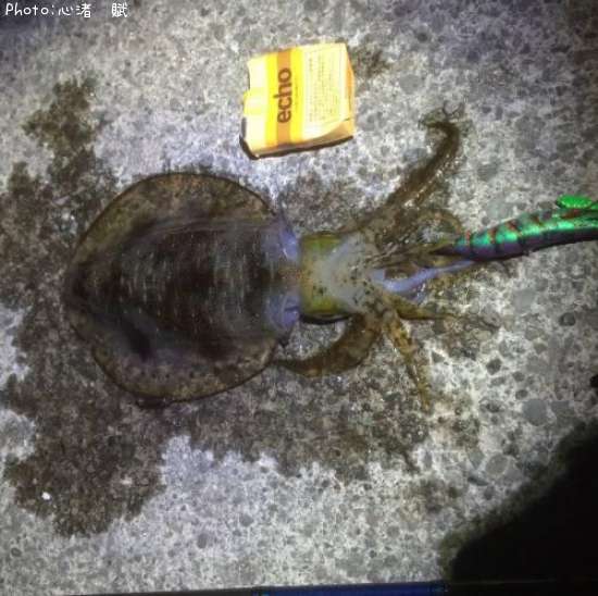 �����ꥤ��