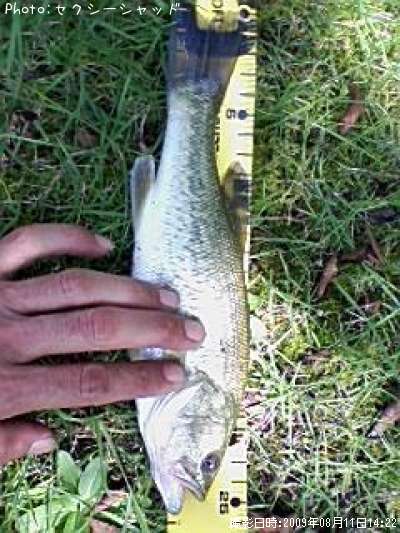 �֥�å��Х�