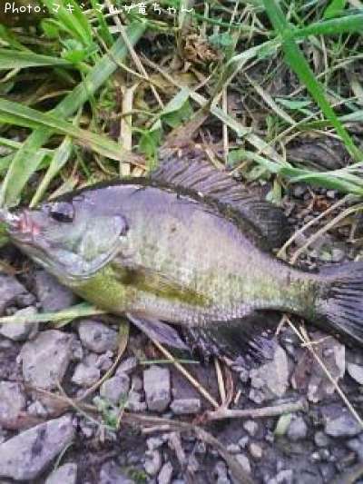 �֥롼����