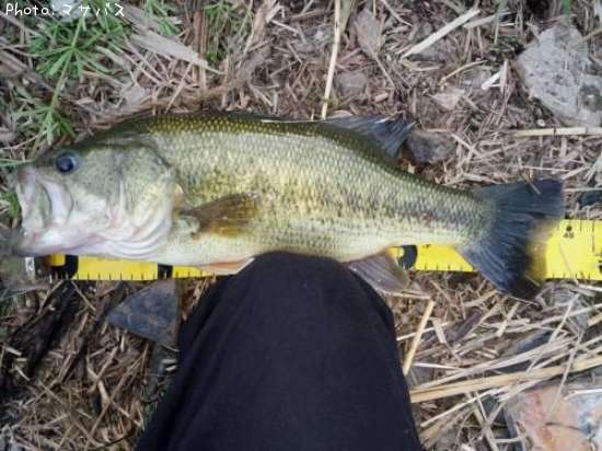 �֥�å��Х�