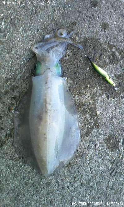 �����ꥤ��