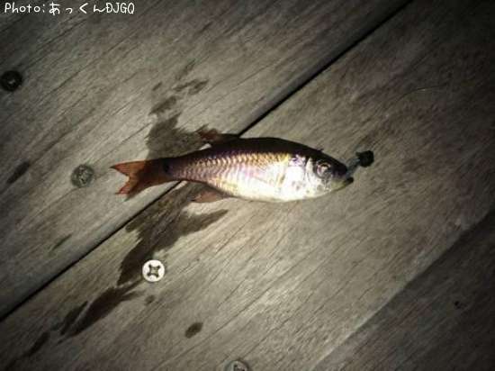 �ͥ�֥ĥ���