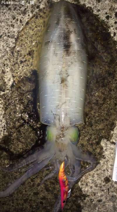 �����ꥤ��