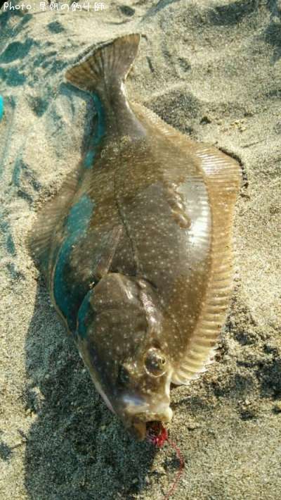 �������쥤