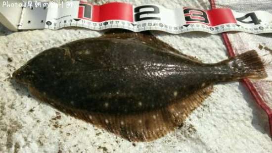 �������쥤