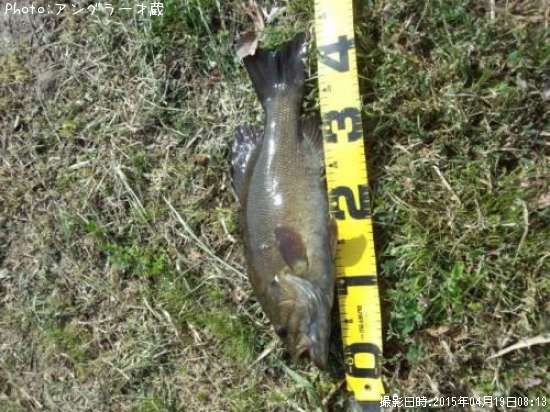 ���⡼��ޥ����Х�