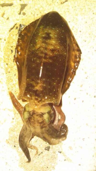 �����ꥤ��