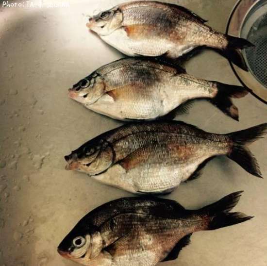 �����ʥ�