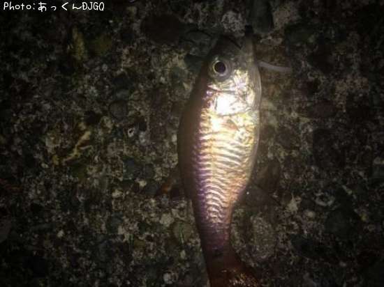 �ͥ�֥ĥ���