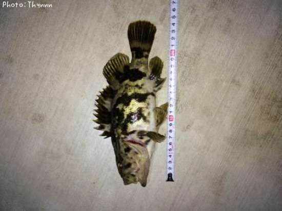 �٥å�������