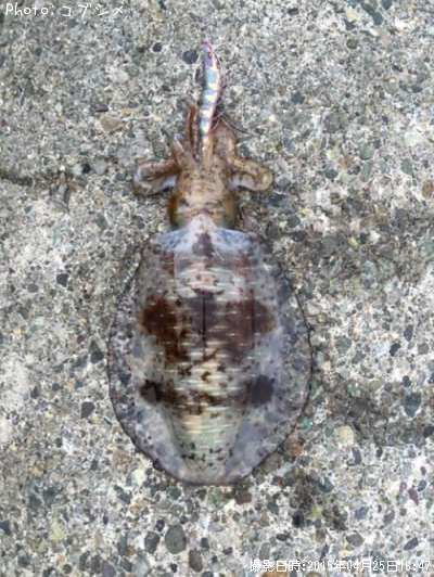 �����ꥤ��