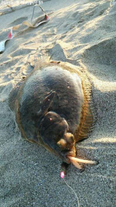 �ޥ����쥤