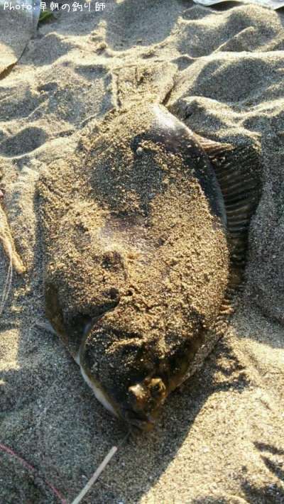 �ޥ����쥤