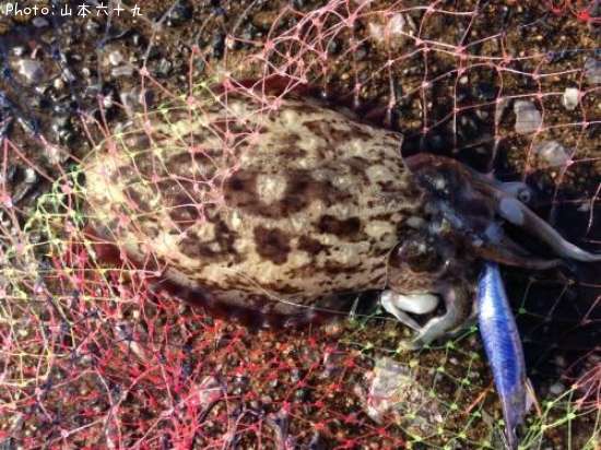 ��������