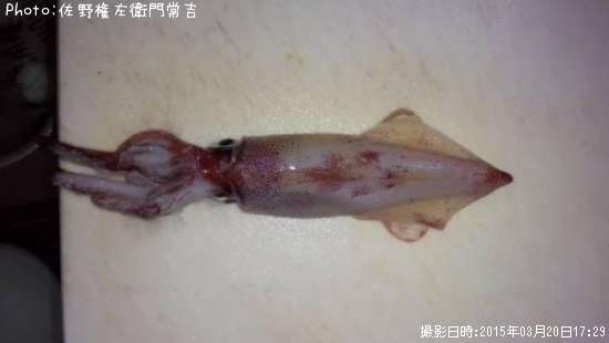 ���󥵥�����