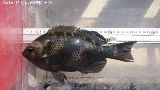 �����᥸��