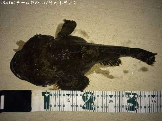 ���ॷ������