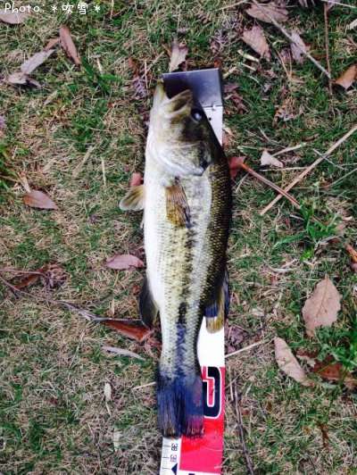 �֥�å��Х�