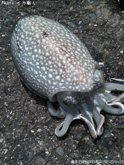 ����䥱����