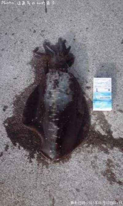 �����ꥤ��