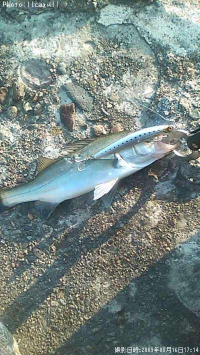 �����Х�