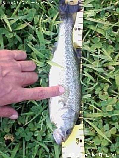 �֥�å��Х�