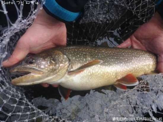 �쥤���ȥ饦��