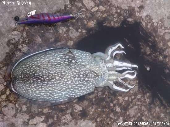 ����䥱����