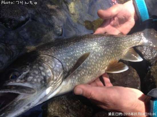 �쥤���ȥ饦��