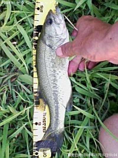 �֥�å��Х�