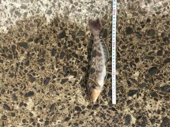 �����ʥ�