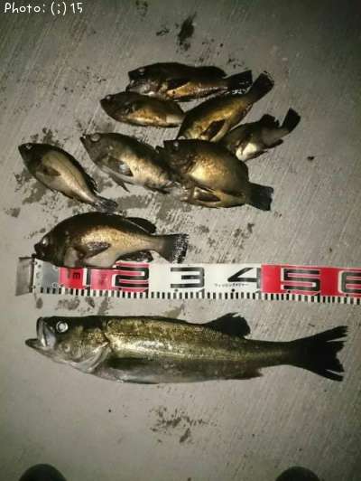 ��Х롢�����Х�