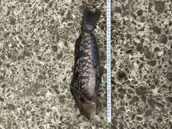 �����ʥ�