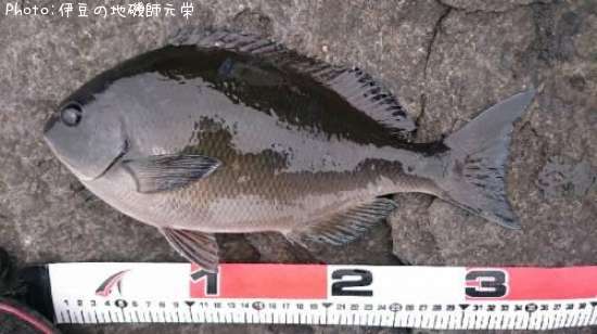 ��Ĺ�᥸��