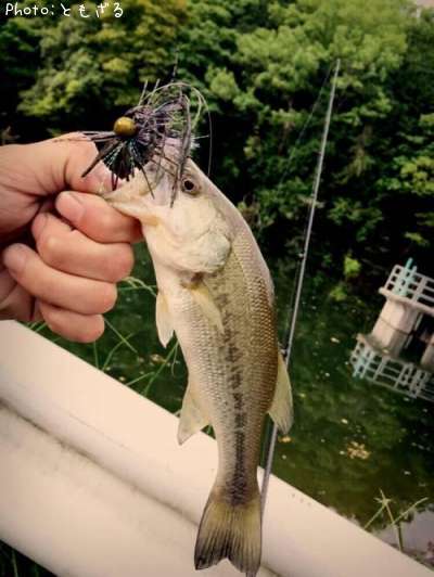 �֥�å��Х�