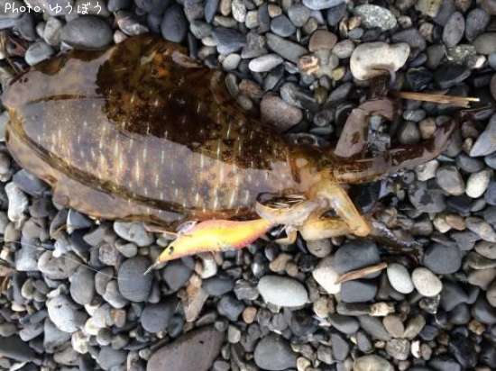 �����ꥤ��