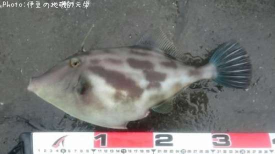 ���ޥť�ϥ�