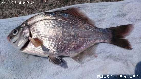 ���ߤ��ʤ�