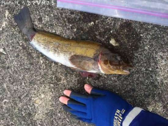 �����ʥ�