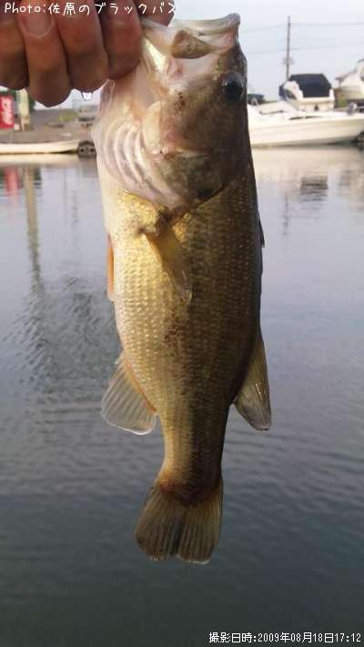 �֥�å��Х�