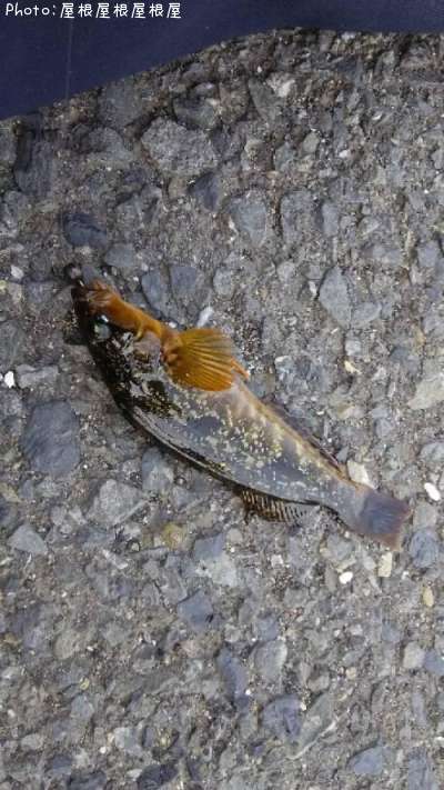 �����ʥ�