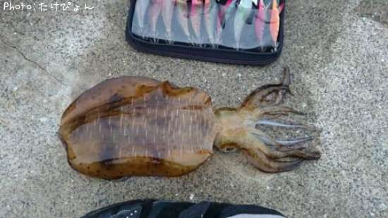 �����ꥤ��