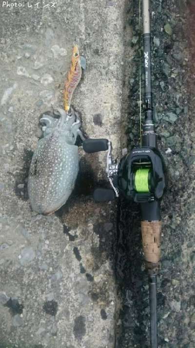 ����䥱����