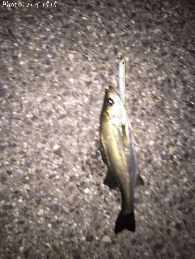 �����Х�