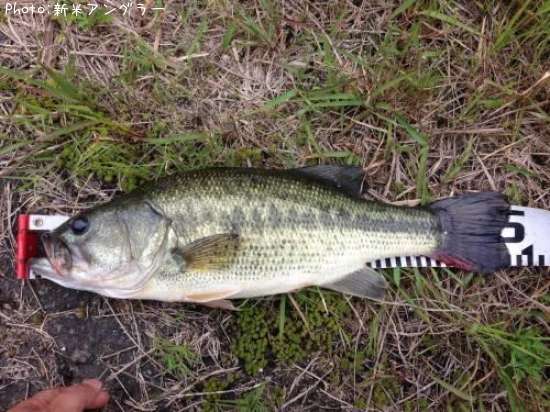 �֥�å��Х�