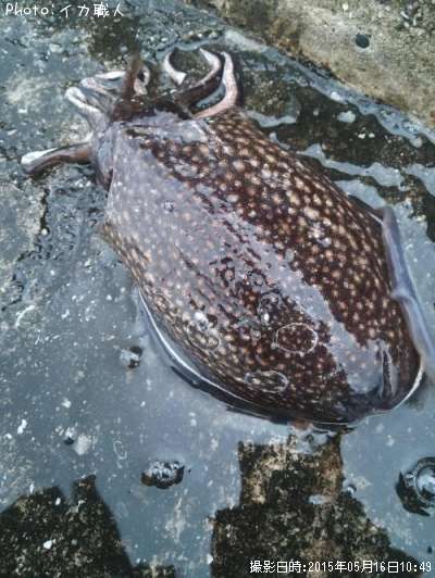 ����䥱����