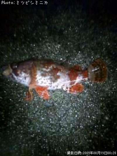 �������Х�