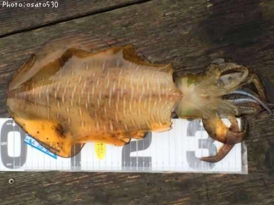 �����ꥤ��