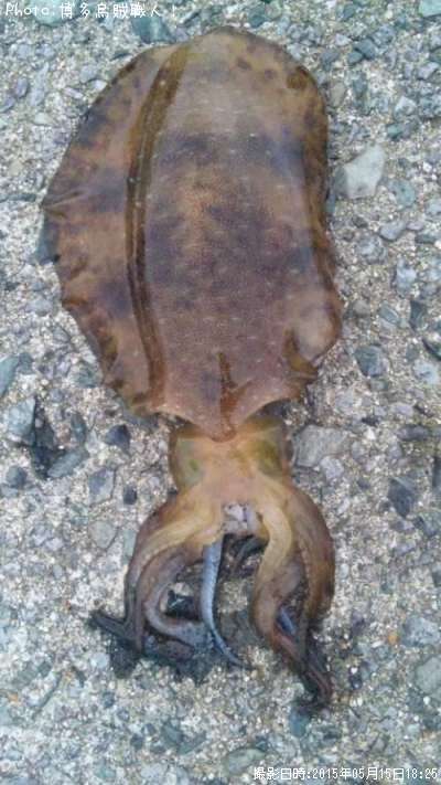 �����ꥤ��