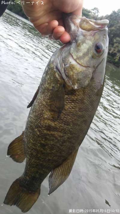 ���⡼��ޥ����Х�